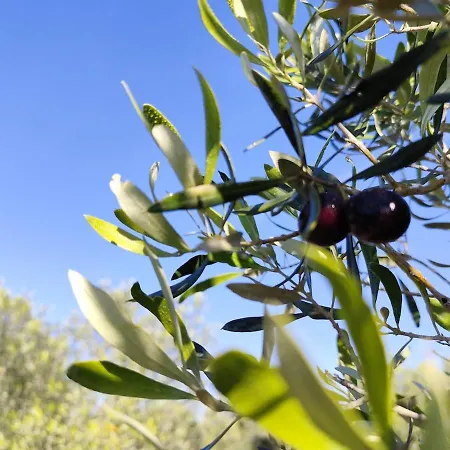 Agri Zayna Sardinia *