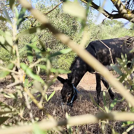 Διαμέρισμα Agri Zayna Sardinia Villaspeciosa